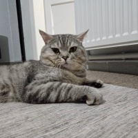 Scottish Fold, Kedi  Duman fotoğrafı