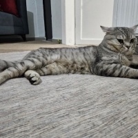 Scottish Fold, Kedi  Duman fotoğrafı