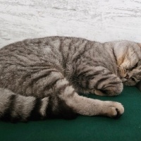 Scottish Fold, Kedi  Duman fotoğrafı