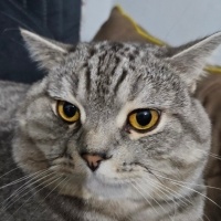 Scottish Fold, Kedi  Duman fotoğrafı
