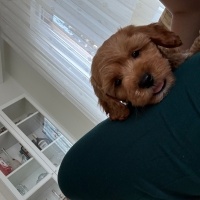 Poodle (Minyatür Kaniş), Köpek  Molly fotoğrafı