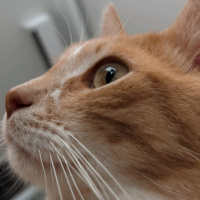 Sarman, Kedi  Asil fotoğrafı