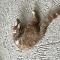 Sarman, Kedi  Asil fotoğrafı