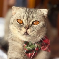 Scottish Fold, Kedi  Suat fotoğrafı