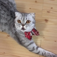 Scottish Fold, Kedi  Suat fotoğrafı