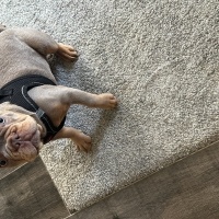 Fransız Bulldog, Köpek  Hera fotoğrafı