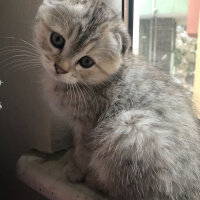 Scottish Fold, Kedi  Maya fotoğrafı