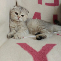 Scottish Fold, Kedi  Maya fotoğrafı