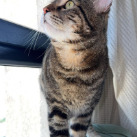 Tekir Kedi, Kedi  Coffee fotoğrafı