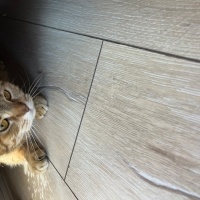 British Shorthair, Kedi  Miyav fotoğrafı