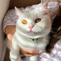 British Shorthair, Kedi  Bamsı beyrek fotoğrafı