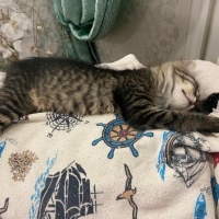 Tekir Kedi, Kedi  Kahve fotoğrafı