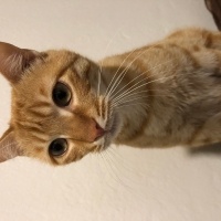 Sarman, Kedi  Güneş fotoğrafı
