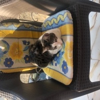Sarman, Kedi  Güneş fotoğrafı