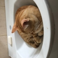 Sarman, Kedi  Güneş fotoğrafı