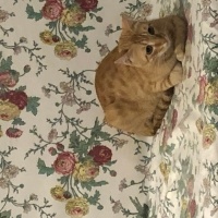 Sarman, Kedi  Güneş fotoğrafı