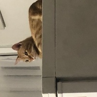 Sarman, Kedi  Güneş fotoğrafı