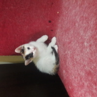 Tekir Kedi, Kedi  pamuk fotoğrafı