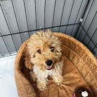 Maltese, Köpek  Tarçın fotoğrafı