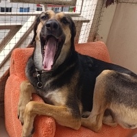Sokö (Sokak Köpeği), Köpek  Nala fotoğrafı