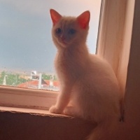 British Longhair, Kedi  Bulut fotoğrafı