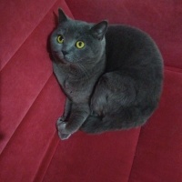 British Shorthair, Kedi  Asya fotoğrafı