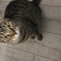 Tekir Kedi, Kedi  Badem fotoğrafı