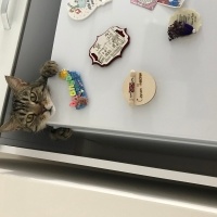 Tekir Kedi, Kedi  Badem fotoğrafı