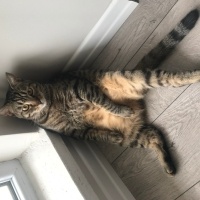 Tekir Kedi, Kedi  Badem fotoğrafı