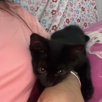 Tekir Kedi, Kedi  Fiko fotoğrafı