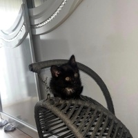 Tekir Kedi, Kedi  Fiko fotoğrafı
