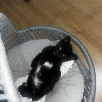 Tekir Kedi, Kedi  Fiko fotoğrafı