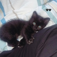 Tekir Kedi, Kedi  Fiko fotoğrafı