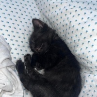 Tekir Kedi, Kedi  Fiko fotoğrafı