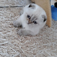 Scottish Fold, Kedi  Dennis fotoğrafı