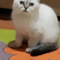 Scottish Fold, Kedi  Dennis fotoğrafı