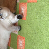 Scottish Fold, Kedi  Dennis fotoğrafı