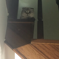 Scottish Fold, Kedi  Dennis fotoğrafı