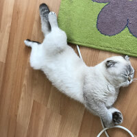 Scottish Fold, Kedi  Dennis fotoğrafı