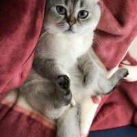 Scottish Fold, Kedi  Dennis fotoğrafı