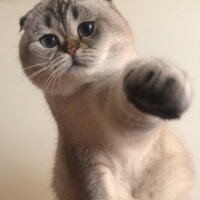 Scottish Fold, Kedi  Dennis fotoğrafı