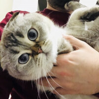 Scottish Fold, Kedi  Dennis fotoğrafı