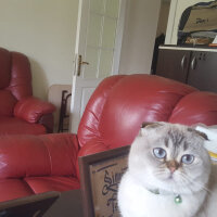 Scottish Fold, Kedi  Dennis fotoğrafı