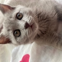 British Shorthair, Kedi  Hera fotoğrafı