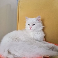 Van Kedisi, Kedi  Pamuk fotoğrafı