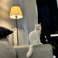 Scottish Fold, Kedi  Lucy fotoğrafı