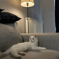 Scottish Fold, Kedi  Lucy fotoğrafı
