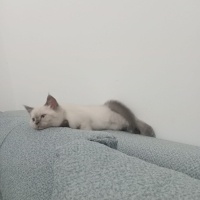 British Shorthair, Kedi  GOFRET fotoğrafı