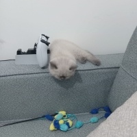 British Shorthair, Kedi  GOFRET fotoğrafı