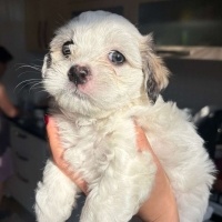 Poodle(Standart Kaniş), Köpek  Sevimlimi sevimli yavrumuz fotoğrafı